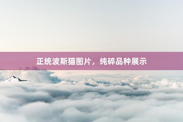 正统波斯猫图片，纯碎品种展示